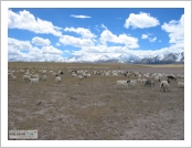 Ƽºª(Ƽº£Æ®, tibet) ¾Æ¸®(ä¹×ì, Ngari)