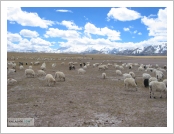 Ƽºª(Ƽº£Æ®, tibet) ¾Æ¸®(ä¹×ì, Ngari)