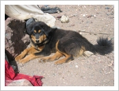 Ƽºª(Ƽº£Æ®, tibet) ¾Æ¸®(ä¹×ì, Ngari)