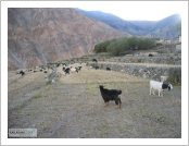 Ƽºª(Ƽº£Æ®, tibet) ¾Æ¸®(ä¹×ì, Ngari)