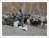 Ƽºª(Ƽº£Æ®, tibet) ¾Æ¸®(ä¹×ì, Ngari)