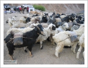 Ƽºª(Ƽº£Æ®, tibet) ¾Æ¸®(ä¹×ì, Ngari)
