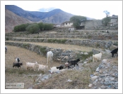 Ƽºª(Ƽº£Æ®, tibet) ¾Æ¸®(ä¹×ì, Ngari)