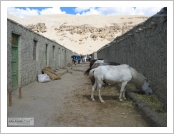 Ƽºª(Ƽº£Æ®, tibet) ¾Æ¸®(ä¹×ì, Ngari) Ǫ¶û(ÜÅÕµ, purang)