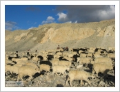 Ƽºª(Ƽº£Æ®, tibet) ¾Æ¸®(ä¹×ì, Ngari)