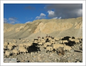 Ƽºª(Ƽº£Æ®, tibet) ¾Æ¸®(ä¹×ì, Ngari)