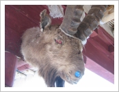 Àεµ ·¹(Leh)-¶ó´ÙÅ©(Ladakh)