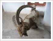 Àεµ ·¹(Leh)-¶ó´ÙÅ©(Ladakh)