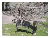 Àεµ ·¹(Leh)-¶ó´ÙÅ©(Ladakh)