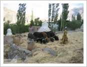 Àεµ ·¹(Leh)-¶ó´ÙÅ©(Ladakh)