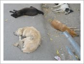 Àεµ ·¹(Leh)-¶ó´ÙÅ©(Ladakh)