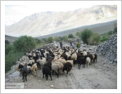 Àεµ ·¹(Leh)-¶ó´ÙÅ©(Ladakh)