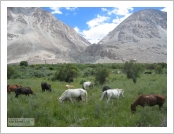 Àεµ ·¹(Leh)-¶ó´ÙÅ©(Ladakh)